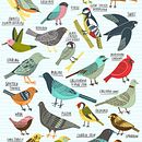 Birds of Portland. Traditional illustration project by Kate Sutton - 09.05.2020