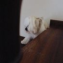 Meu projeto do curso: Fotografia Lifestyle de cachorros. Un progetto di Fotografia, Fotografia digitale, Fotografia lifest e le di Diana - 09.03.2021