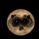Raccoon in moon.... Un projet de Design graphique de Maria Michailidou - 06.03.2021
