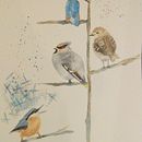 Nuthatch with something to say. Un progetto di Pittura ad acquerello di Tuula Jane - 06.03.2021