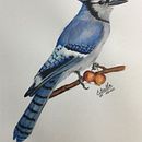 Mi Proyecto del curso: Ilustración naturalista de aves con acuarela Ein Projekt aus dem Bereich Traditionelle Illustration, Aquarellmalerei, Realistische Zeichnung und Naturalistische Illustration von Estrella Rubilar - 07.03.2021