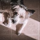 Mi Proyecto del curso: Fotografía lifestyle de perros. Een project van Fotografie, Mobiele fotografie y Portretfotografie van Raquel Cascales Dorta - 07.03.2021