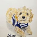 Bailey. Un proyecto de Bellas Artes, Dibujo artístico y Dibujo realista de Ana María Gaviria Poveda - 09.03.2021