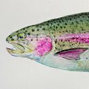 Fish with rainbow color . % masayasu yamamoto tarafından hazırlanan Doğalcı İllüstras, on, Sulubo, Ve a Resim projesi - 03.14.2021