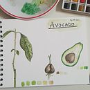 Il mio progetto del corso: Album botanico ad acquerello. Watercolor Painting project by sofiates - 03.14.2021