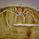 Meu projeto do curso: Técnicas experimentais de aquarela para principiantes  . % Raquel Pereira tarafından hazırlanan Sulubo, Ve a Resim projesi - 03.15.2021