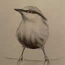 Artistic Watercolor Birds course Ein Projekt aus dem Bereich Traditionelle Illustration, Naturalistische Illustration und Aquarellmalerei von Svetlana - 17.03.2021