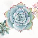  Energía Botánica. Un progetto di Illustrazione tradizionale, Illustrazione botanica e Illustrazione naturalistica di Katherin Valencia Rosero - 19.03.2021