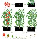 Primary school book about gardening. Un projet de Illustration botanique, Illustration jeunesse, Dessin, Illustration éditoriale et Illustration traditionnelle de Gemma Plum - 01.09.2019
