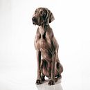 Mi Proyecto del curso: Introducción a la fotografía de perros . % Laura Caballé ortiz tarafından hazırlanan Fotoğrafçılık projesi - 03.18.2021