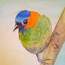 Meu projeto do curso: Ilustração naturalista de aves com aquarela. Projekt z dziedziny  Sztuki piękne użytkownika Eliane Guimarães do Carmo - 18.03.2021