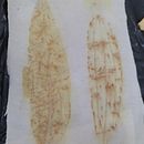 Caderno de mostras de bio_impressão. Un projet de Estampe , et Teinture textile de Harth Brito - 19.03.2021