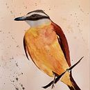 Meu projeto do curso: Técnicas expressivas de aquarela para ilustração de pássaros. Un progetto di Belle arti di Gabriel Gimenez - 19.03.2021
