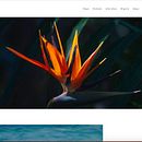 Proyecto Final del curso de cómo hacer una web con Squarespace Ein Projekt aus dem Bereich Artistische Fotografie von stelita_mar - 22.03.2021