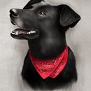 Matapaco. Portrait Drawing, and Digital Illustration project by Luciano Civitico - 02.08.2021