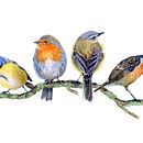 My project in Artistic Watercolor Techniques for Illustrating Birds course. Un progetto di Pittura ad acquerello di Lea Morgan - 24.03.2021