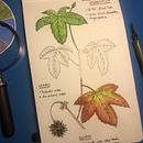 My project in Botanical Watercolor Sketchbook course. Pintura em aquarela projeto de nico88_it - 25.03.2021