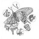 Ilustración científica Papilio polyxenes,. Un projet de Illustration naturaliste de Cinthia S. M.Tapia - 26.03.2021