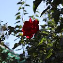 Mi Proyecto del curso: Introducción a la fotografía digital. Un progetto di Fotografia digitale di Scarlet Hernández Yañez - 28.03.2021