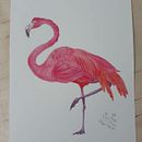 Meu projeto do curso: Ilustração naturalista de aves com aquarela Ein Projekt aus dem Bereich Naturalistische Illustration von Victória Cristina Silva Rabello - 01.04.2021