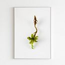 Musgario Ein Projekt aus dem Bereich Fotografische Komposition, Fotografie und Digitalfotografie von Javiera Videla - 30.07.2019