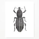 Ilustración Naturalista Ein Projekt aus dem Bereich Traditionelle Illustration, Naturalistische Illustration und Aquarellmalerei von Javiera Videla - 26.11.2020