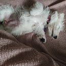 Mi Proyecto del curso: Fotografía lifestyle de perros. Un progetto di Fotografia lifest e le di mary iacampo - 31.03.2021