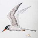 My project in Naturalist Bird Illustration with Watercolors course . % Bill Shannon tarafından hazırlanan Sanatsal Çizim projesi - 04.02.2021