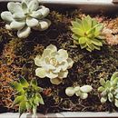 My project in Design and Creation of Botanical Compositions course. Arts, and Crafts project by Silje A. Meum - 04.02.2021