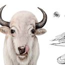 science illustration Ein Projekt aus dem Bereich Design von Figuren, Editorial Illustration, Traditionelle Illustration und Naturalistische Illustration von Mehrnaz Torkaman - 03.04.2021