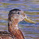 Textura de Plumaje Para Acuarela Realista y Proceso en Video. Een project van Aquarelschilderen van Julian Cortary - 05.04.2021