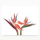 Papelería Botánica Ein Projekt aus dem Bereich Botanische Illustration, Naturalistische Illustration und Aquarellmalerei von Javiera Videla - 05.01.2020