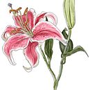 My project in Botanical Sketchbooking: A Meditative Approach course. Un progetto di Illustrazione digitale di Paula Montgomery - 06.04.2021