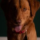 Brodie. Un proyecto de Fotografía de Luis Miguel Rosa - 07.04.2021