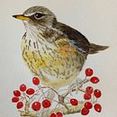 My project in Naturalist Bird Illustration with Watercolors course. Projekt z dziedziny Projektowanie dodatków użytkownika kingmadeline74 - 07.04.2021