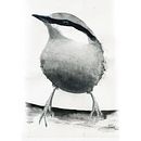 New Artistic Watercolor Techniques for Illustrating Birds. Un proyecto de 3D, Ilustración arquitectónica, Ilustración botánica y Bellas Artes de Lars Edberg - 07.04.2021