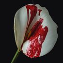 FRAGILIDAD Y FUERZA.. Art Direction, and Fine-Art Photograph project by Renata Vomend - 08.31.2020