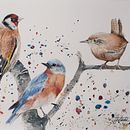 Mi Proyecto del curso: Acuarela artística para ilustración de aves. Ilustração naturalista projeto de Juan Toledo Toledo - 10.04.2021