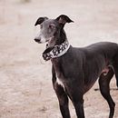 Fotografía de perros "Sagan y Keita". Un proyecto de Fotografía, Fotografía digital y Fotografía en exteriores de Nerea - 11.04.2021