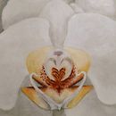 Spring!. Acr, and lic Painting project by Marcela Angel - 04.11.2021