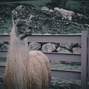 Llama. Photograph project by Nando Romero - 12.07.2020