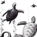My Surrealistic Fineliner Illustration: Seahorse. Ilustração tradicional, Ilustração com tinta e Ilustração naturalista projeto de Christoph Krummenacher - 12.04.2021