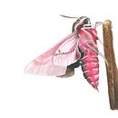 Hyles Dahlii. Un progetto di Illustrazione tradizionale di Juan Velasco - 12.04.2021