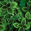 Meu projeto do curso: Introdução ao design de moda. Fashion Design project by ariane Madureira - 04.18.2021