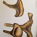 Mushroom Study. Pintura em aquarela projeto de Alyce - 16.04.2021