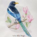 Yellow-Billed Magpie - Curso: Ilustración naturalista de aves con acuarela . % Elena Pellicer tarafından hazırlanan Güzel sanatlar, Doğalcı İllüstras, Ve on projesi - 04.21.2021