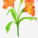 Mi Proyecto del curso: Acuarela botánica: ilustra la anatomía de las flores. Pintura em aquarela projeto de mundo_marlen - 24.04.2021
