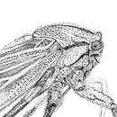 Chicharra. Ink Illustration project by Ana Cristina Pareja Galeano - 04.23.2021