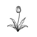 Floral Line Art. Projekt z dziedziny R i sunek botaniczn użytkownika Yulinda Besari - 31.10.2020