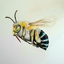Watercolour Illustration 2021 . % Pinky Wittingslow tarafından hazırlanan Geleneksel illüstras, on, Sulubo, Ve a Resim projesi - 02.24.2021